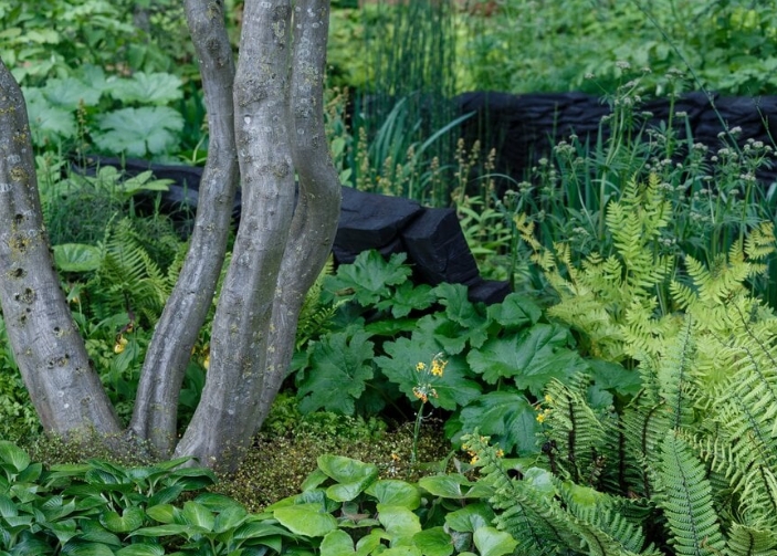 create a woodland garden