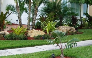 tropical backyard landscape