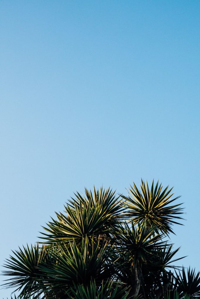 tropical landscape design plans