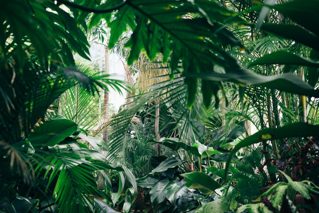 tropical garden