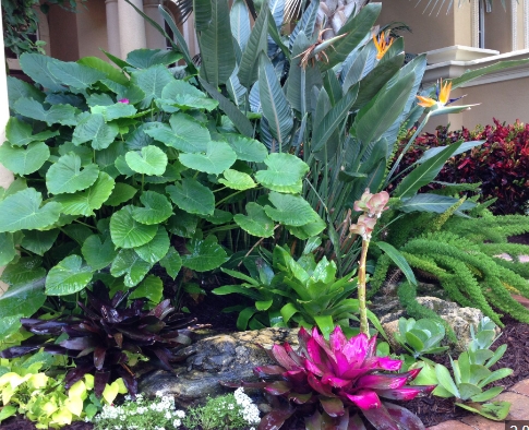 tropical plants landscape design