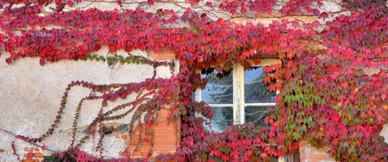 How to Use Ivy and Climbing Plants for Cottage Charm