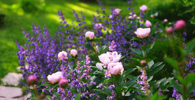 Cottage Garden Ideas with Soft Pastel Colors