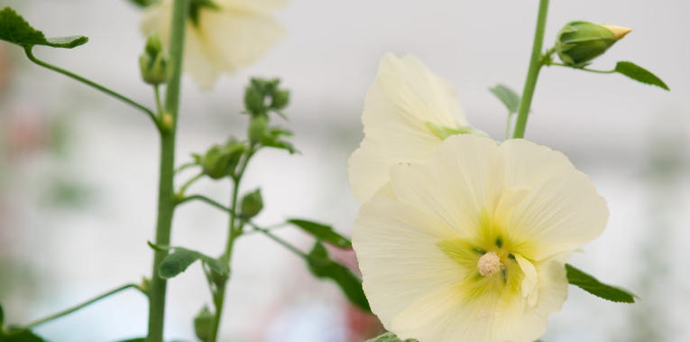 How to Grow Hollyhocks for a Cottage Feel