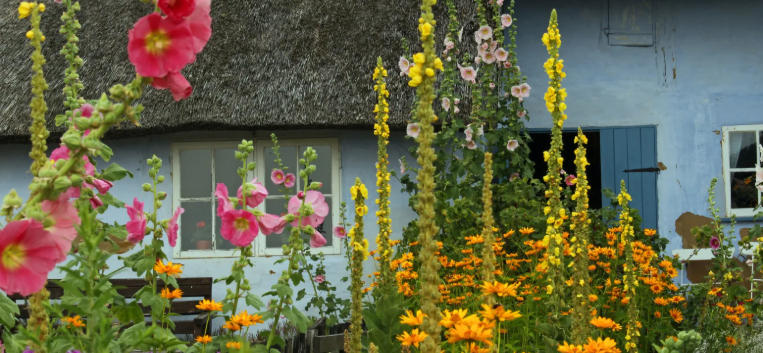 Traditional Cottage Garden Flowers You Must Grow