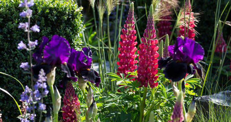 Cottage Garden Ideas with Flowering Shrubs