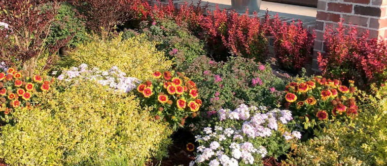 How to Design a Cottage Garden Using Local Plants