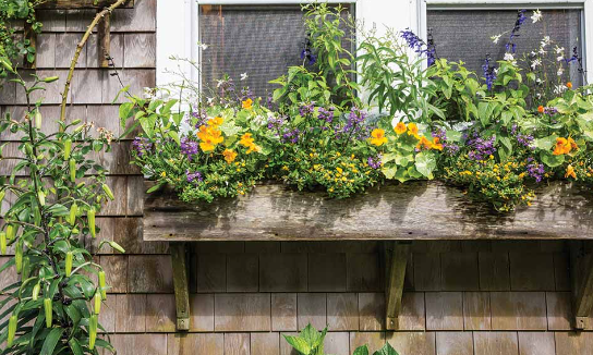 Cottage Garden Window Box Ideas