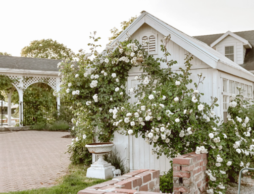 Cottage Garden Ideas with Climbing Roses
