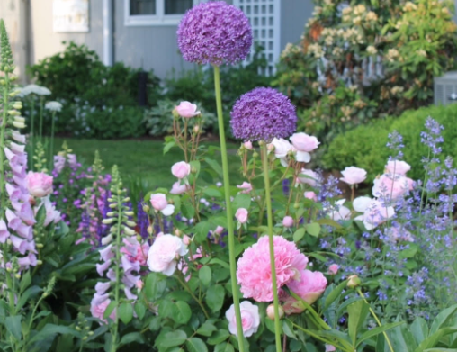 How to Grow Foxgloves in a Cottage Garden