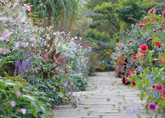 Cottage Garden Planting Ideas with Poppies