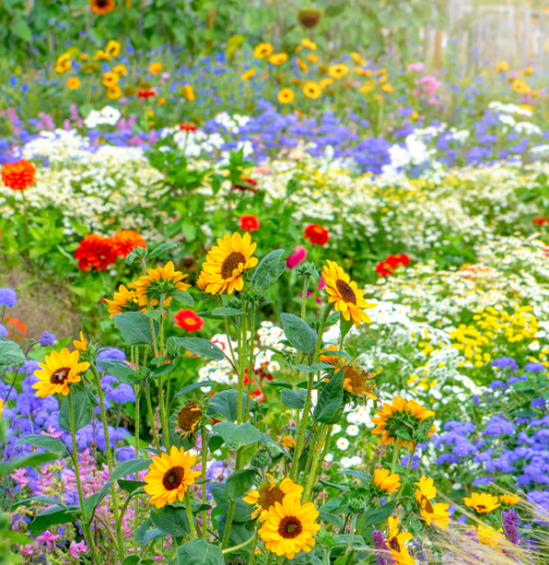 How to Use Wildflowers in a Cottage Garden