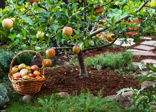 How to Incorporate Fruit Trees in Cottage Gardens