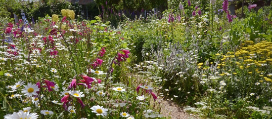 Cottage Garden Meadows with Soft Color Blends