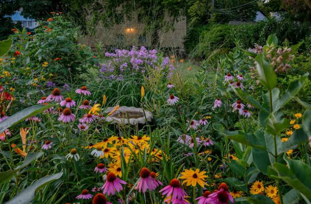 Backyard Pollinator Habitat Ideas