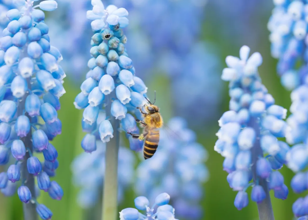 Spring Flowers for Bee Gardens