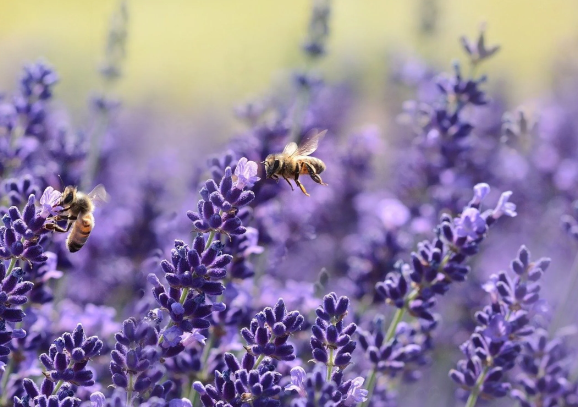 Lavender Plants for Bee Gardens