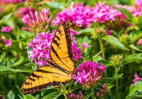 Summer Flowers for Butterfly Gardens