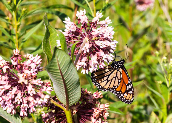 Milkweed for Butterfly Gardens