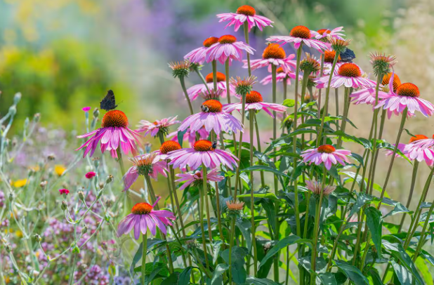 Perennial Flowers for Pollinators