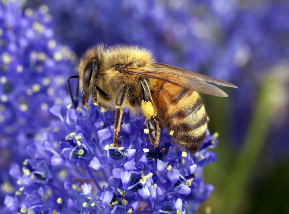 Bee Nectar Plants Guide