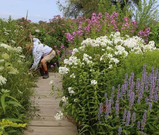 Easy Pollinator Garden Ideas