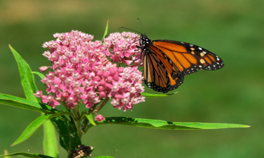 Flowers That Attract Bees and Butterflies