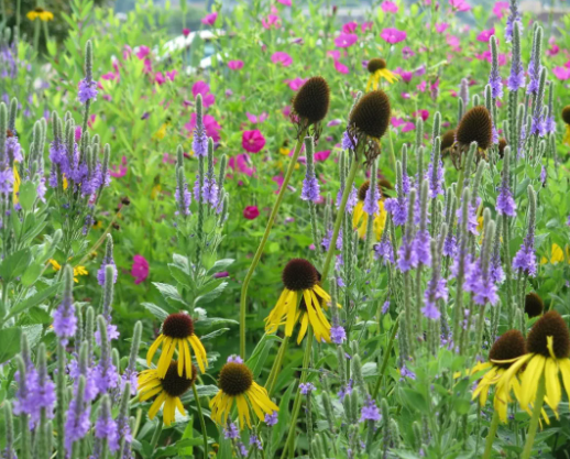 Wildflower Gardens for Pollinators
