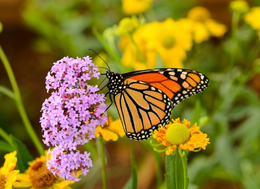 Butterfly Garden Plants Guide