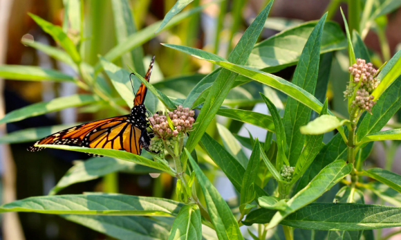 Butterfly Nectar Plants Guide