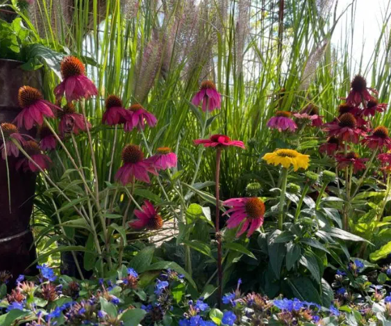 Fall Flowers for Pollinators