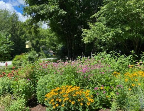 Pollinator Garden with Native Flowers