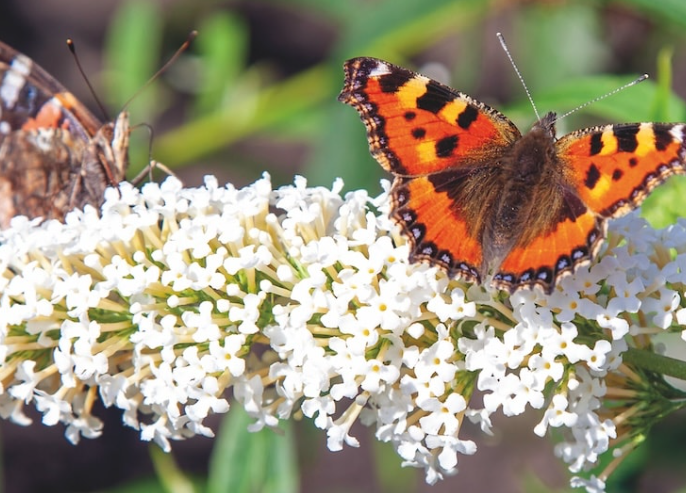 Best Plants for Butterfly Gardens