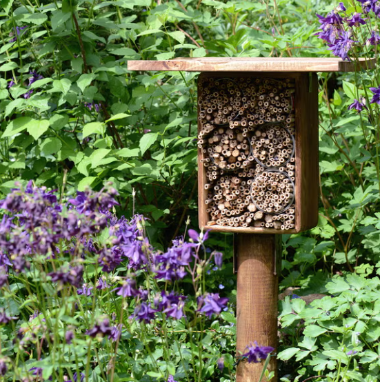 How to Attract Bees to Your Garden