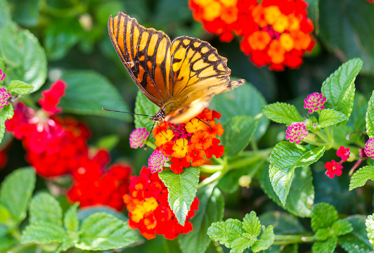How to Attract Butterflies to Your Garden