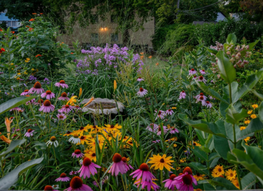 Native Plants for Pollinator Gardens