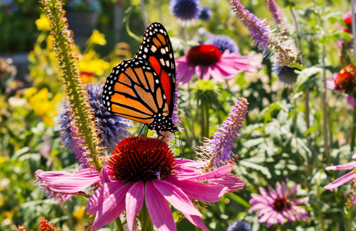 Butterfly Watching Garden Ideas
