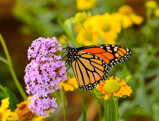 Butterfly Garden Decoration Ideas