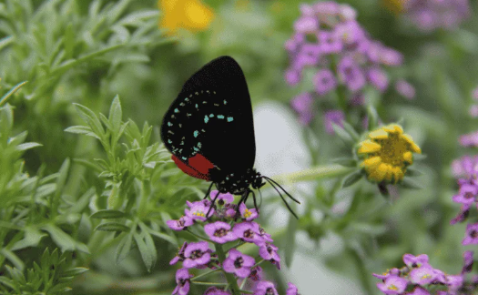 Butterfly Garden Shelter Plants