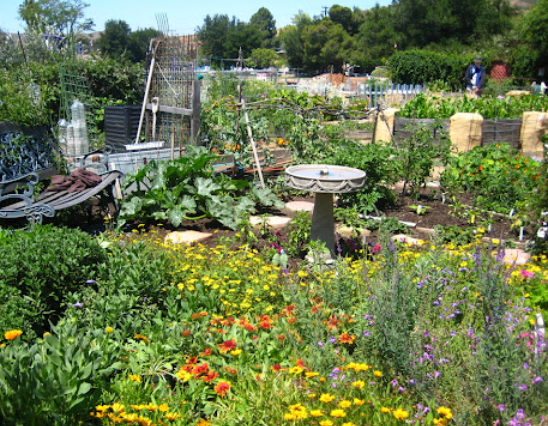 Herb Gardens for Bees and Butterflies