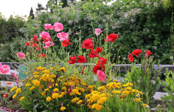 Garden Paths in Butterfly Gardens