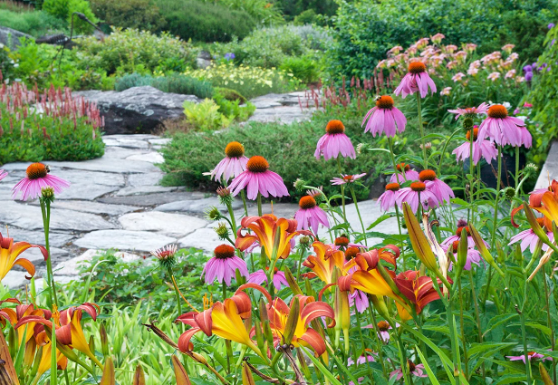 Coneflower Pollinator Garden Ideas
