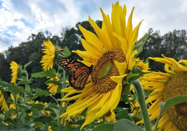 Sunflower Gardens for Pollinators