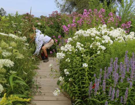 Pollinator Garden Pathway Ideas