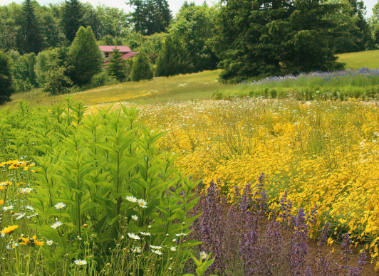 Country Style Bee Gardens