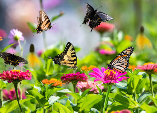 Natural Style Butterfly Gardens