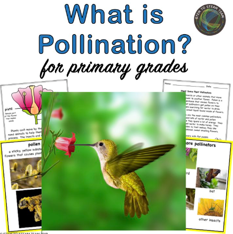 Teaching Kids About Pollinators