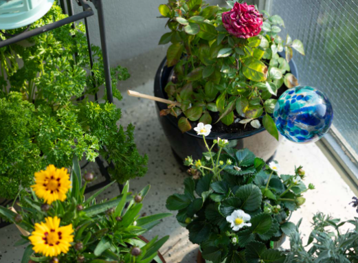 Fun Pollinator Garden Activities