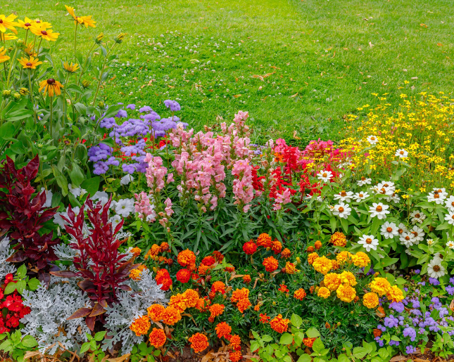 Bee Friendly Landscape Design