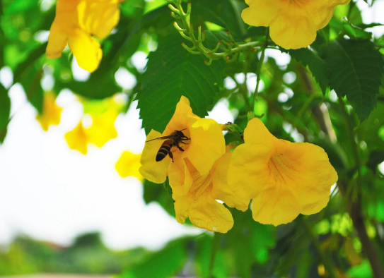 Climbing Plants for Pollinators